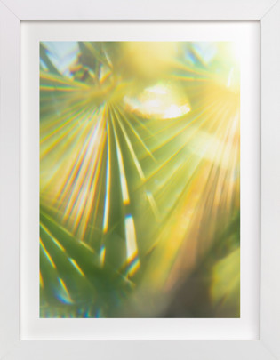 Palm Fronds