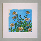 Garden Sketch Daisy Limited Edition Prints - Drawing