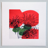 Garden Sketch Bee Balm Limited Edition Prints - Drawing