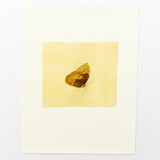Butterfly Limited Edition Prints - Drawing