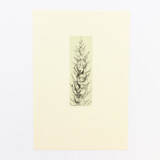 Pine Limited Edition Prints - Drawing