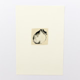 Harvest Onion Limited Edition Prints - Drawing