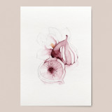 Purple Figs with Magnolia flower Limited Edition Prints - Painting