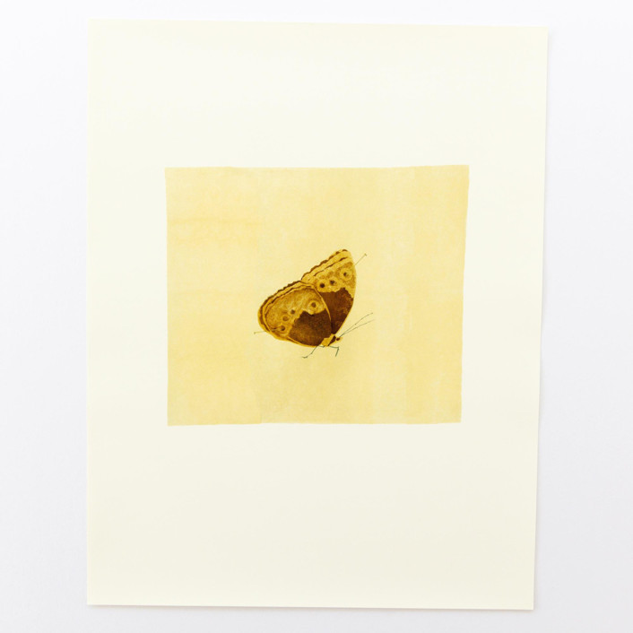 Butterfly Limited Edition Prints Painting by Dana Williamowsky Minted