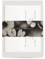 Nonnette Belly Bands