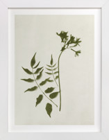 Foraged II Fine Art Prints