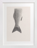 Fin Fine Art Prints