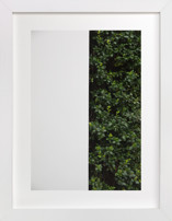 verdant garden III Fine Art Prints