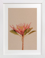 Protea Collection 3 Fine Art Prints