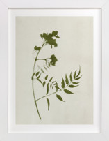 Foraged I Fine Art Prints