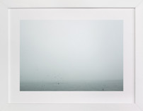 Birds Diving for Fish Fine Art Prints