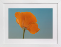 California Poppy Fine Art Prints