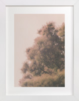 Plume 2 Fine Art Prints