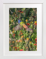 Painted Bunting : The Light In This Moment