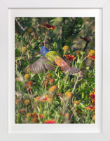 Painted Bunting : The Light In This Moment