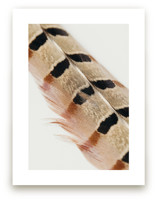 Feather Study I by Becca Beers