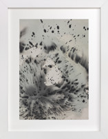 Phoenix Fine Art Prints