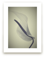 My Love for Calla #1 by M.E.Segantini