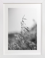 Dancing grass Fine Art Prints