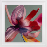 Fire Flower