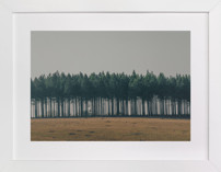 Moody Trees Fine Art Prints