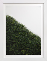 verdant garden I Fine Art Prints
