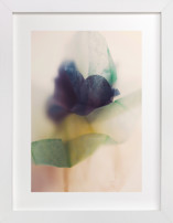 Blue Flower Fine Art Prints