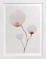 Mokuren03 Fine Art Prints
