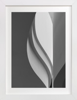 Tulip Fine Art Prints