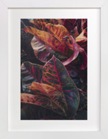 shaded 1 Fine Art Prints