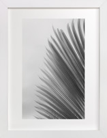 Palm leaves 1 Fine Art Prints