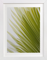 Palm leaves 2 Fine Art Prints
