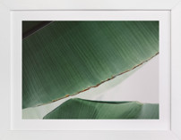 leaf & light 1 Fine Art Prints