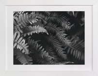 Ferns Fine Art Prints