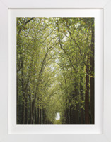 Canopy of Trees Fine Art Prints