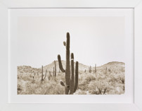 Cacti V Fine Art Prints