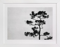 Be like a tree. Fine Art Prints
