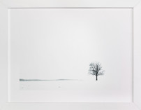 Winter Tree Fine Art Prints