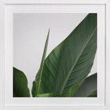Lush - Green