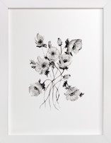 Greyscale Poppies Fine Art Prints