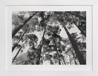 In the Woods Fine Art Prints