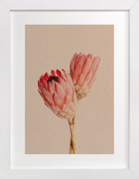 Protea Collection 2 Fine Art Prints