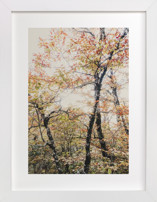 Tenacity Fine Art Prints