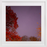 Hot Stars Fine Art Prints