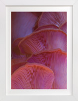 Pink Oyster Mushrooms Fine Art Prints