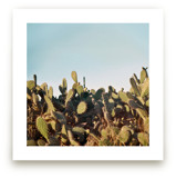 Cactus in a sunset by Susanna Nousiainen