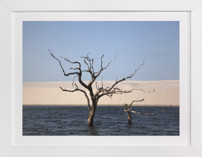 Life cycle 1 Fine Art Prints