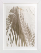 Vanilla Palm Fine Art Prints