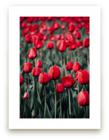 Red Tulips by Lucila Naves