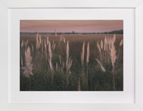 Pampas grass Fine Art Prints